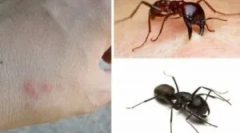 Мравка залак и неговите последици